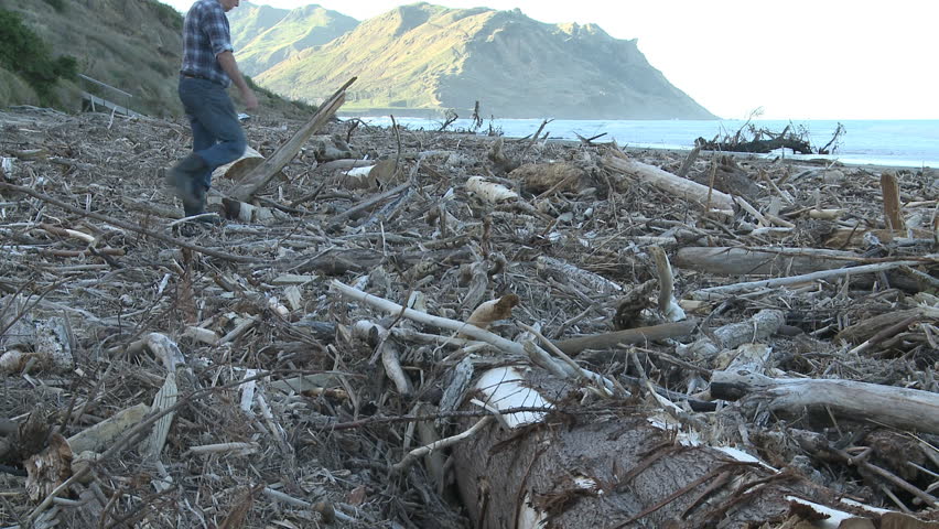 A man walks along a once sandy beach now littered with washed up driftwood from