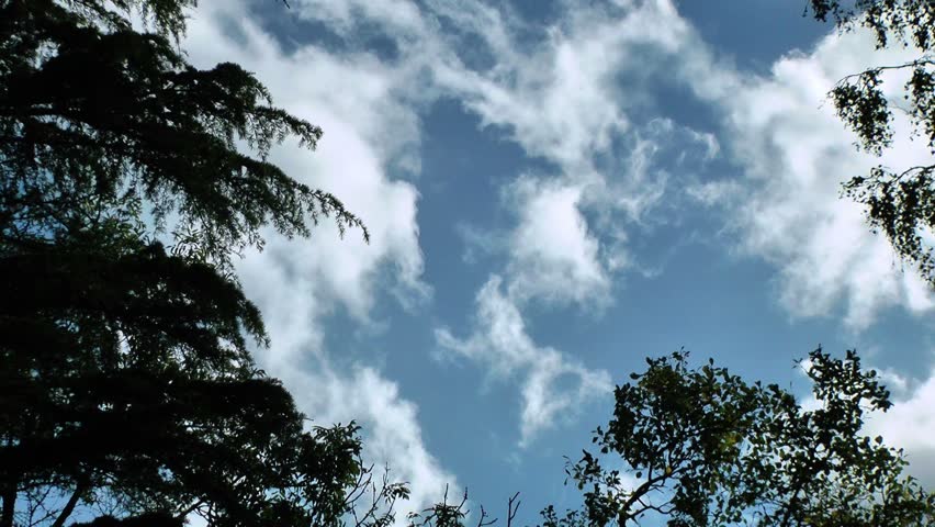 Fast Moving Clouds with Trees at the edges of the shot - Real Time