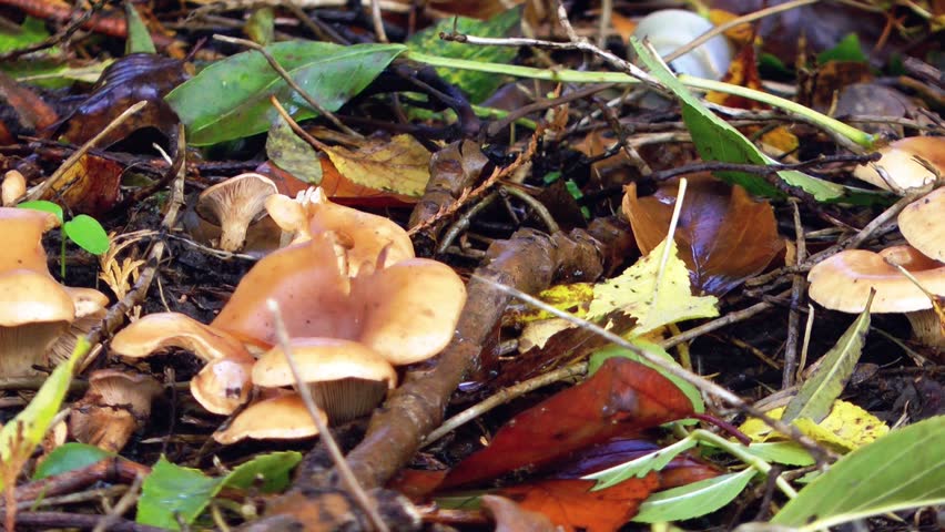 Autumn Woodland Floor with Mushroom