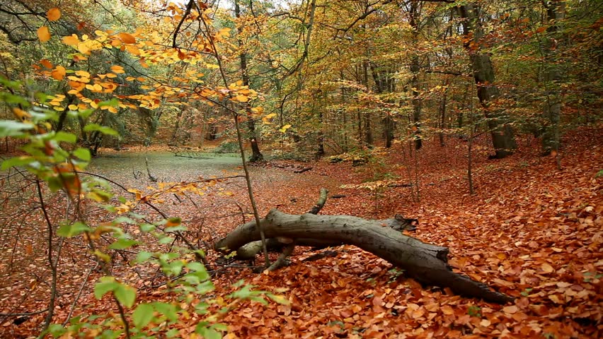 Beautiful lake in a german park in autumn