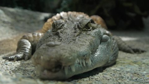 crocodile amphibian reptile. wildlife nature
