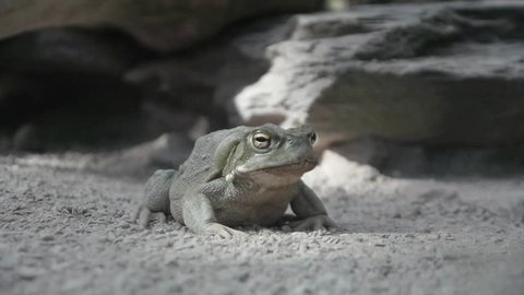 frog amphibian. dry sand environment. wildlife nature