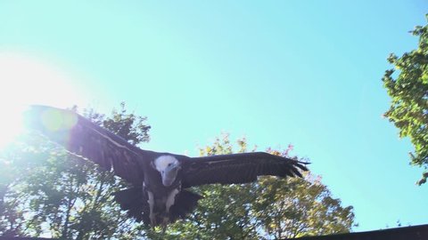 eagle. bird. slow motion .animals wildlife. hawk. launching flying