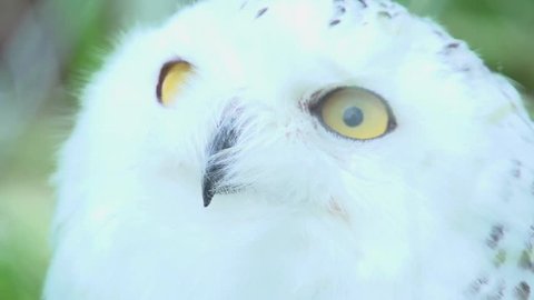 owl head close up. white bird. slow motion .close up. animals wildlife