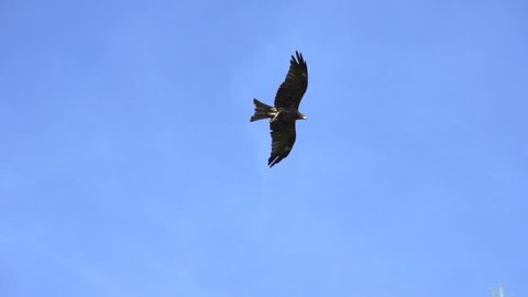 Falcon Bird Flying In Slow の動画素材 ロイヤリティフリー Shutterstock