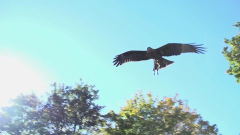 hawk. eagle. bird. slow motion .animals wildlife.
