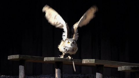 owl launching start. bird. slow motion .animals wildlife.
