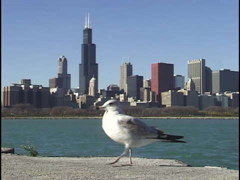 Chicago skyline with seagull