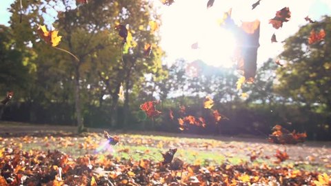 autumn leaves falling in slow motion. colorful fall season. 1920x1080 hd