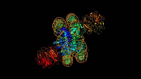 Nucleosome, molecular model. The nucleosome consists of a DNA double helix wrapped around a core of histone proteins. Associated proteins included. Full HD 1080p seamless rotation extra high quality