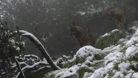 wolves in the snowy forest