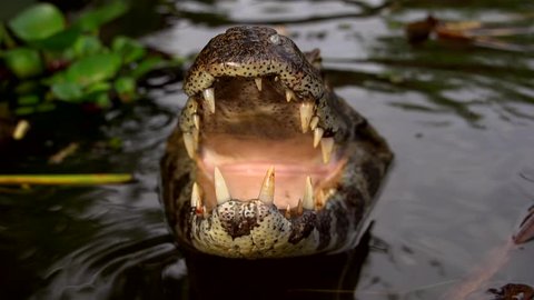 Alligator (yacaré)
