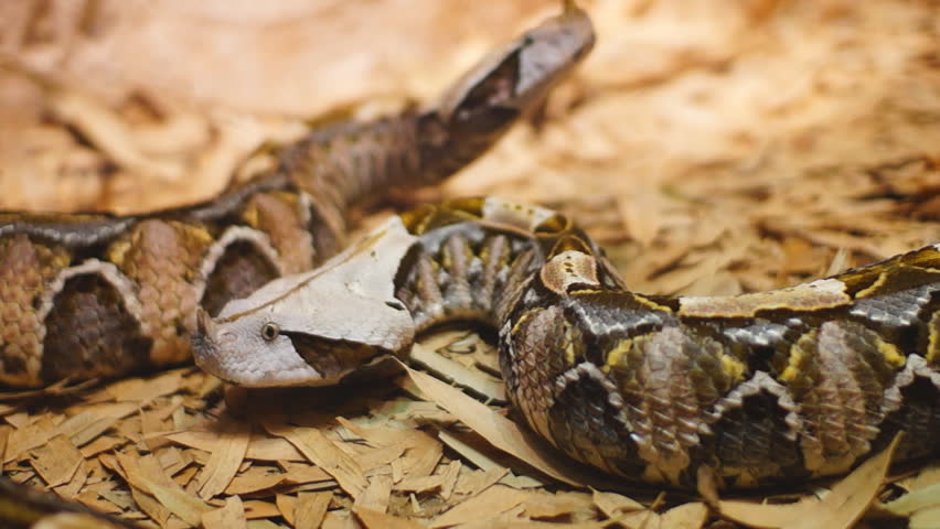 Gaboon Vipers, the largest, heaviest, and longest fangs of all African venomous