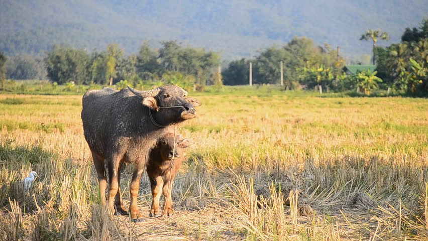 Baby Asia Buffalo And Mother In Countryside Farmland