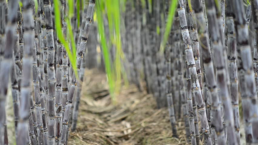 Sugar Cane Plantation
