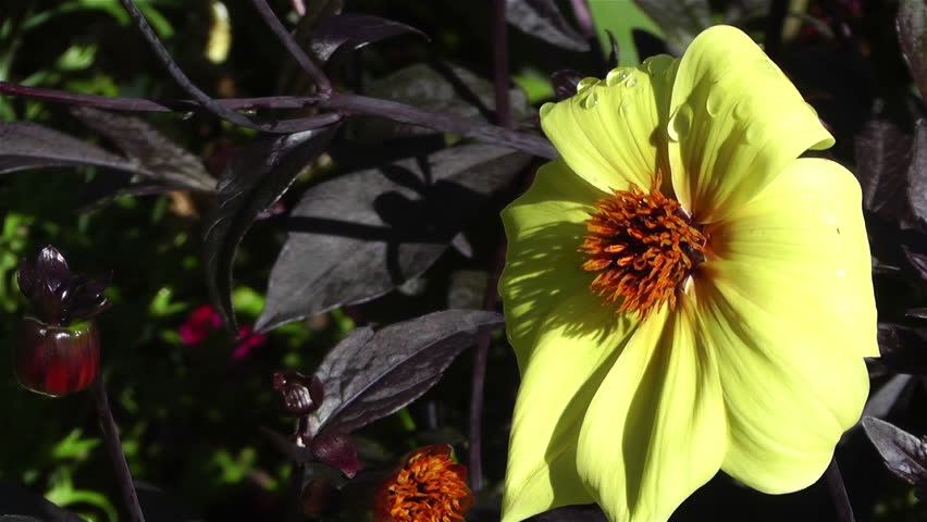 Yellow Summer Flowers