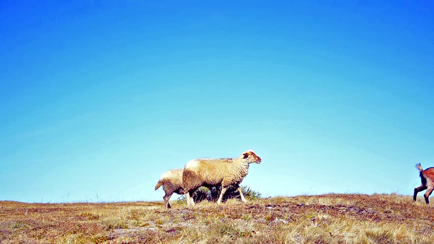Sheep horizon passage. High altitude mountain horizon animal migration.
