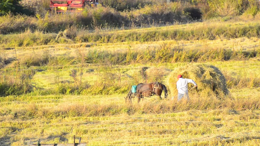 Loading Hay - Stock Video. Farmer loading straw manually on horse trolley 
