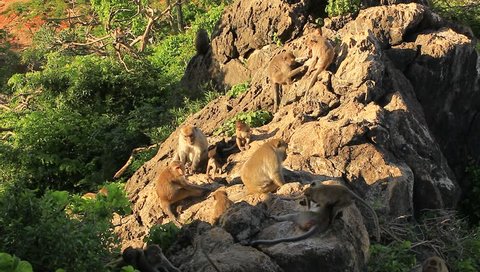 Monkey Family at  Khao Chong Krajok Prachuap Khiri Khan Province, Thailand.