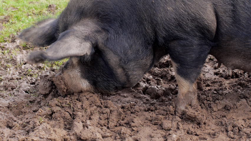 Pig rooting around in mud