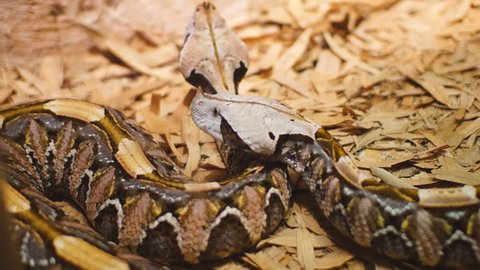 Gaboon Viper (Bitis gabonica), is a venomous  species found in the rainforests of Africa.World's heaviest viper, with the longest fangs, up to 2 inches,  the highest venom yield of any venomous snake.
