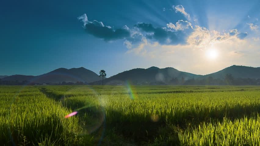Beautiful Rice Farm In Countryside And The Sun Light