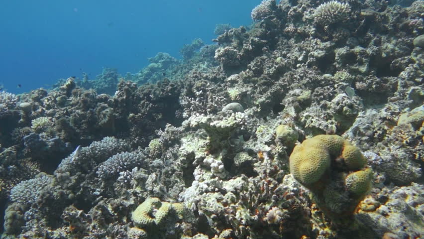 Coral and fish in the Red Sea, Egypt