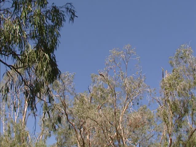 Black Kite (Milvus migrans) in treetop + zoom in. Northern Territory, Australia.