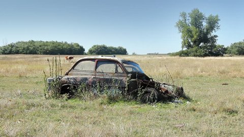 Wreck car in a field, overgrown with weeds and forgotten. In a background, calf grazing