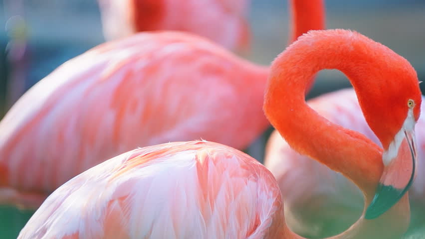 Pink Flamingo (Phoenicopterus ruber)  is a beautiful wading bird that lives in