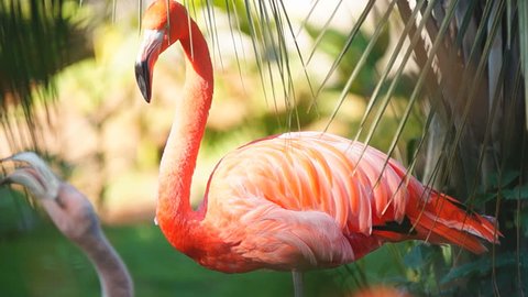 Pink Flamingo (Phoenicopterus ruber)  is a beautiful wading bird that lives in many places in the world including millions in Africa and Caribbean.