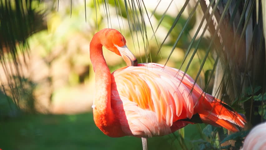 Pink Flamingo (Phoenicopterus ruber)  is a beautiful wading bird that lives in