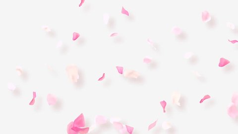 Rose Petals Stock Video