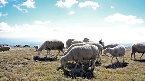 Counting Sheep - Stock Video. A multitude of New Zealand sheep rushing over a hilltop