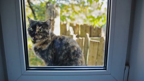 Cat Outside the Window