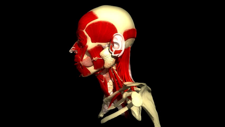 Human head rotating and showing the musculature and vein system