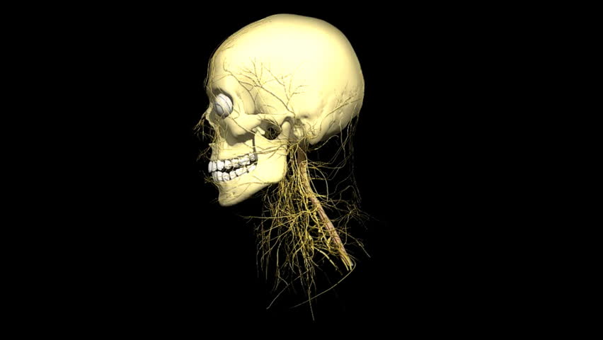 Human head rotating and showing the brain and vein system