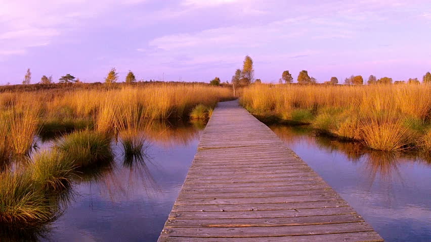Small pond in a nature reserve (High Fens – Eifel Nature Park,Belgium).