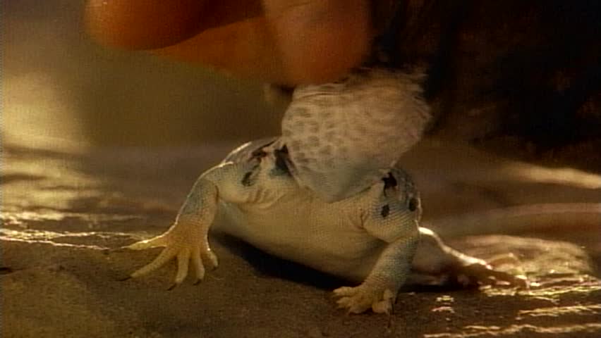 Close-up of Southwest Desert lizard