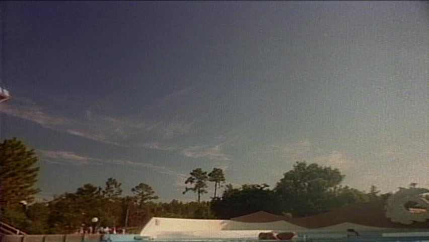 Close-up of Dolphins jumping, Florida