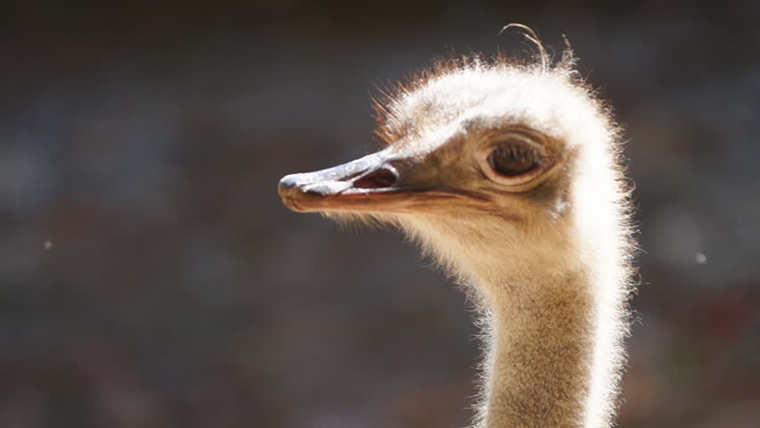 Ostrich (Struthio camelus) is a large flightless bird of Africa.