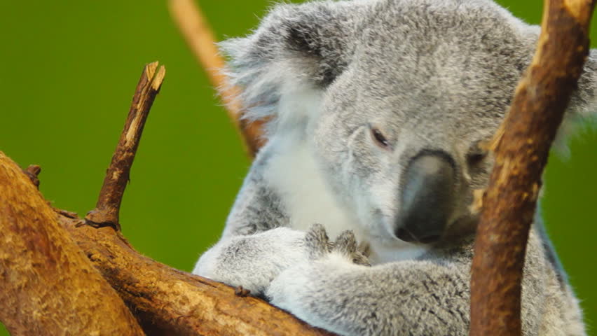 Koala (Phascolarctos cinereus) is an arboreal herbivorous marsupial native to