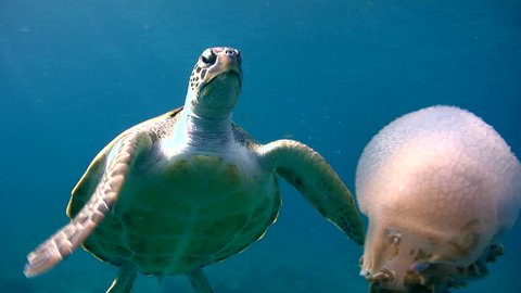 Green sea turtle (Chelonia mydas) eating jellyfish