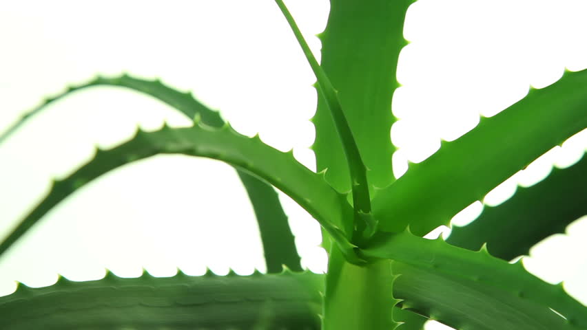 Aloe vera plant