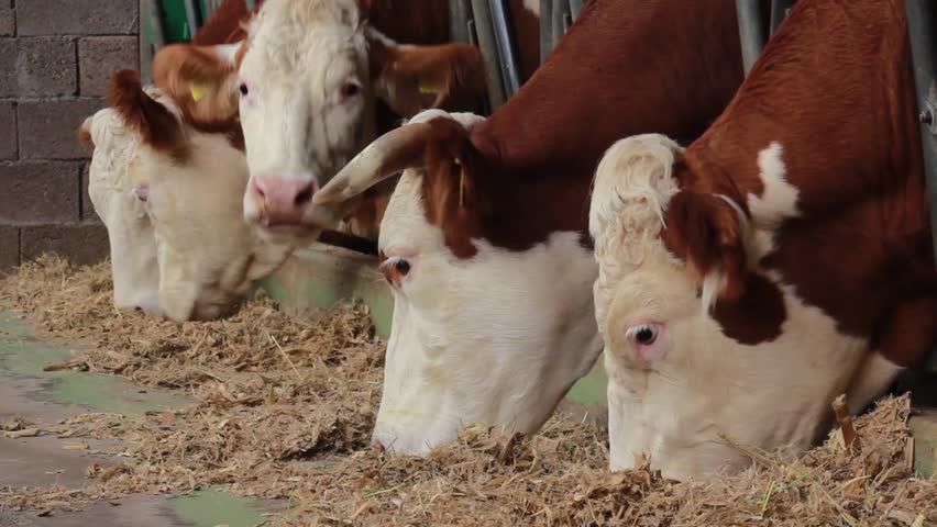 Cows eating in the stable,close up shot. Royalty-Free Stock Footage #5022794
