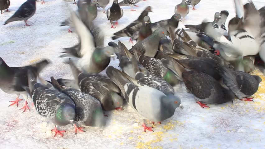 Flock of pigeons feeding in snow
