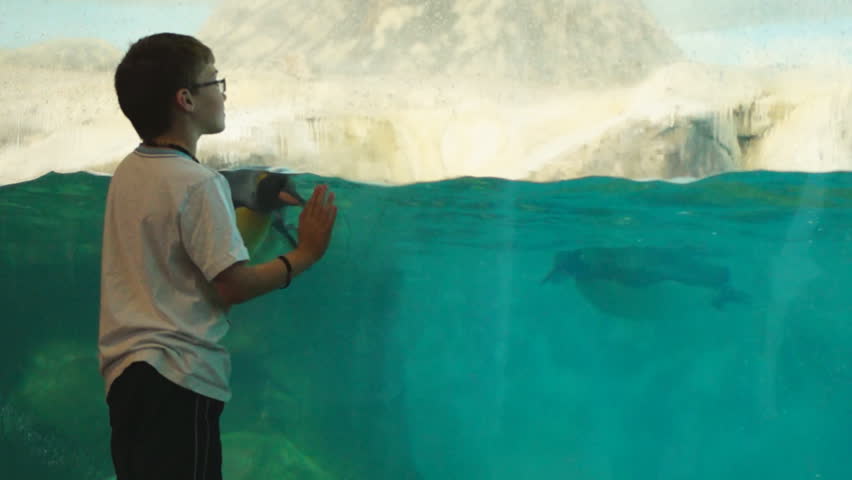 Kids enjoying penguin exhibit at an aquarium.