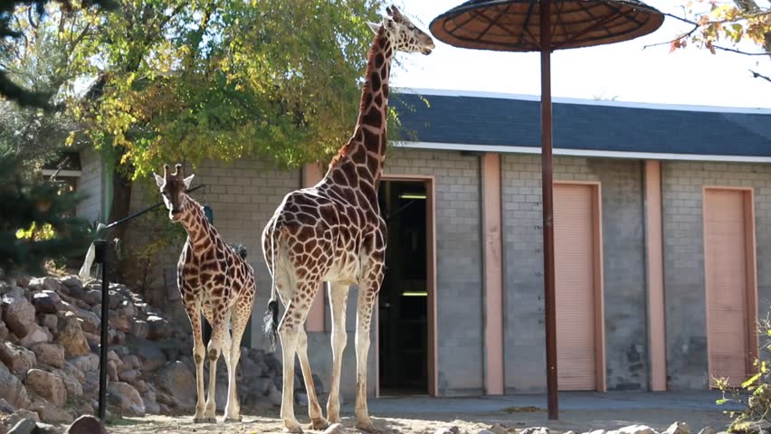 Giraffes at the zoo