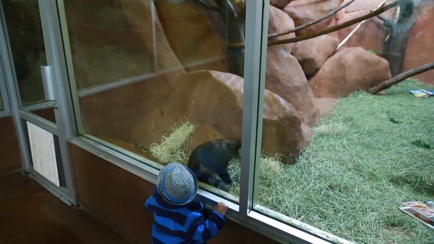 A little boy looking at the monkeys in the zoo
