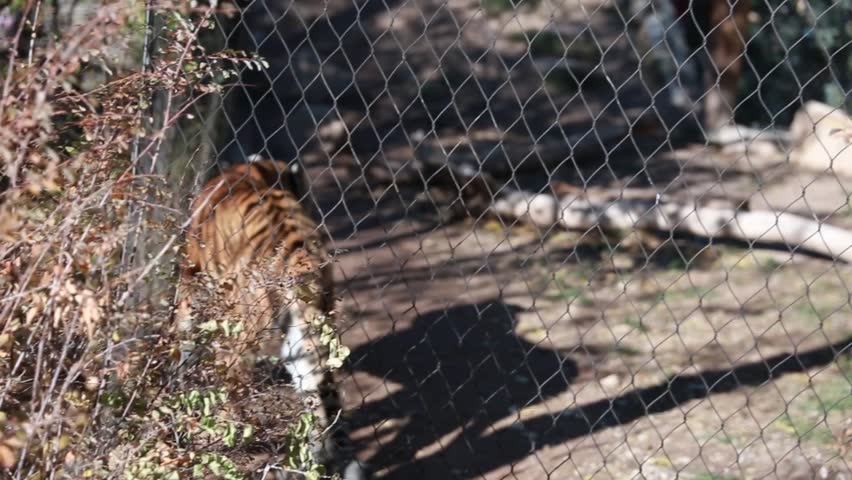 Siberian tigers at the zoo